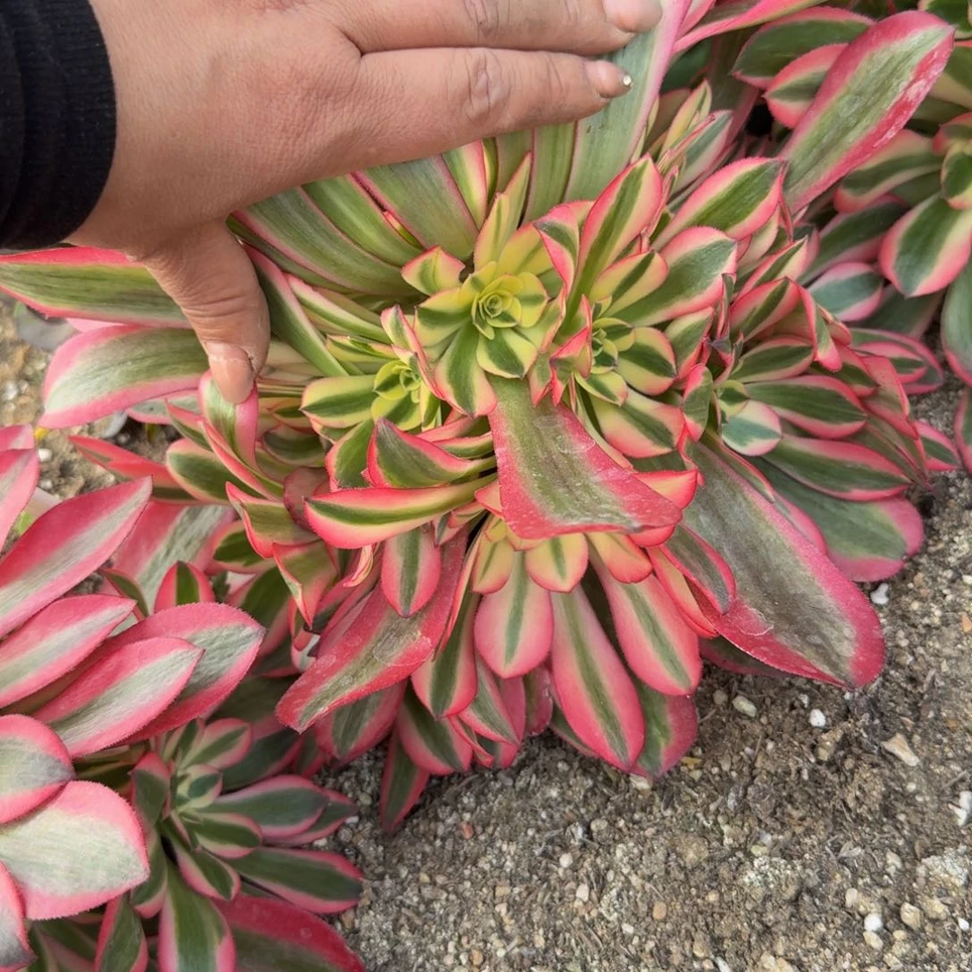 283桃夭。多肉植物