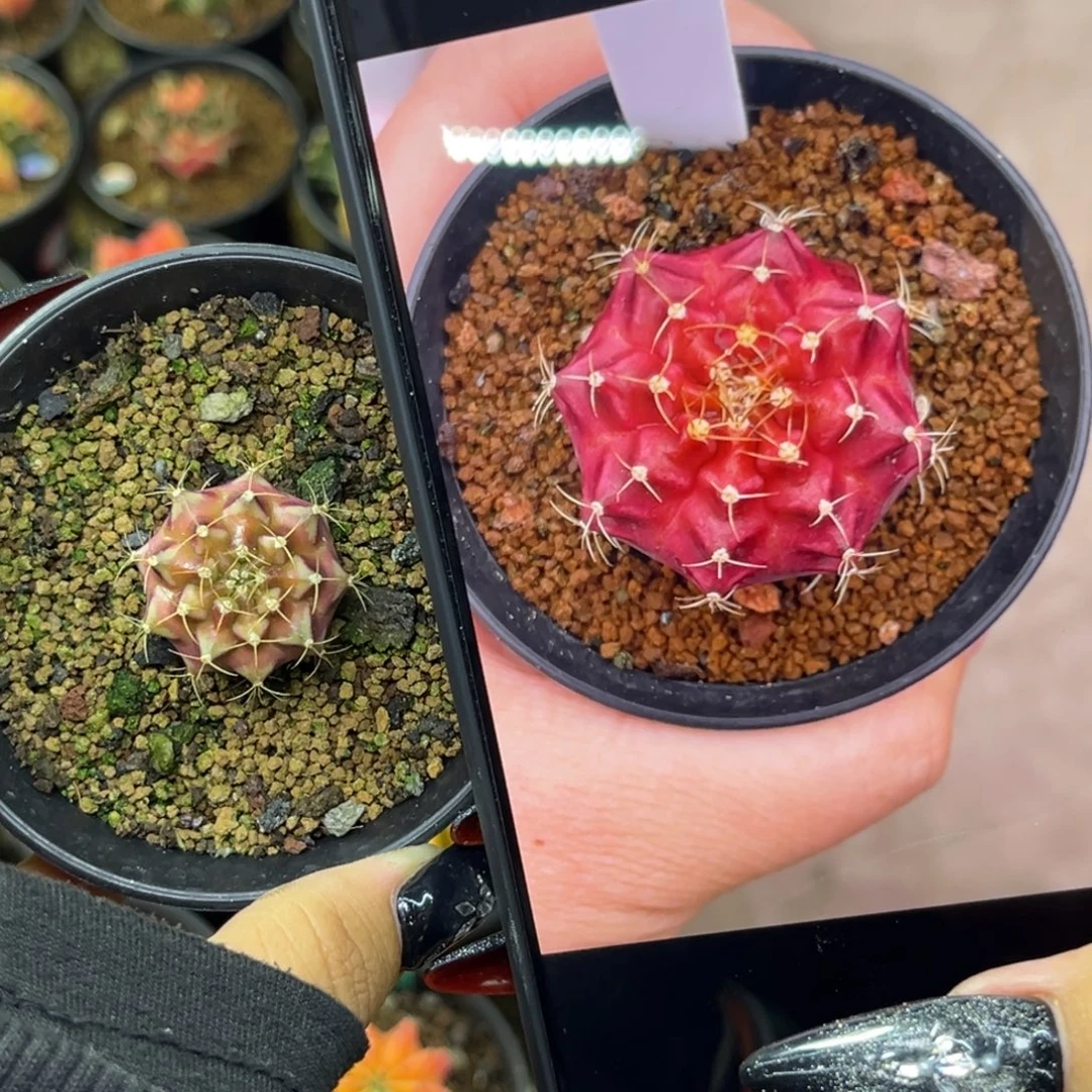 拉法格侧牙 带盆土发货