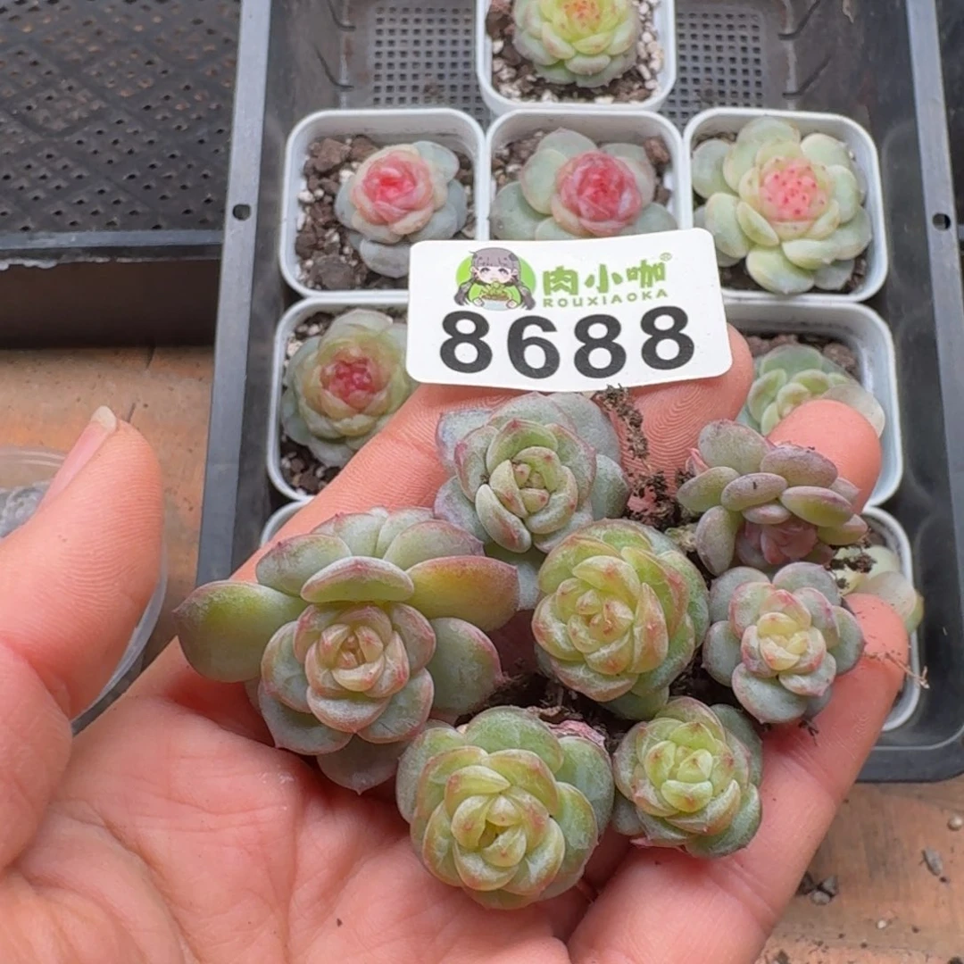 多肉植物多肉植物