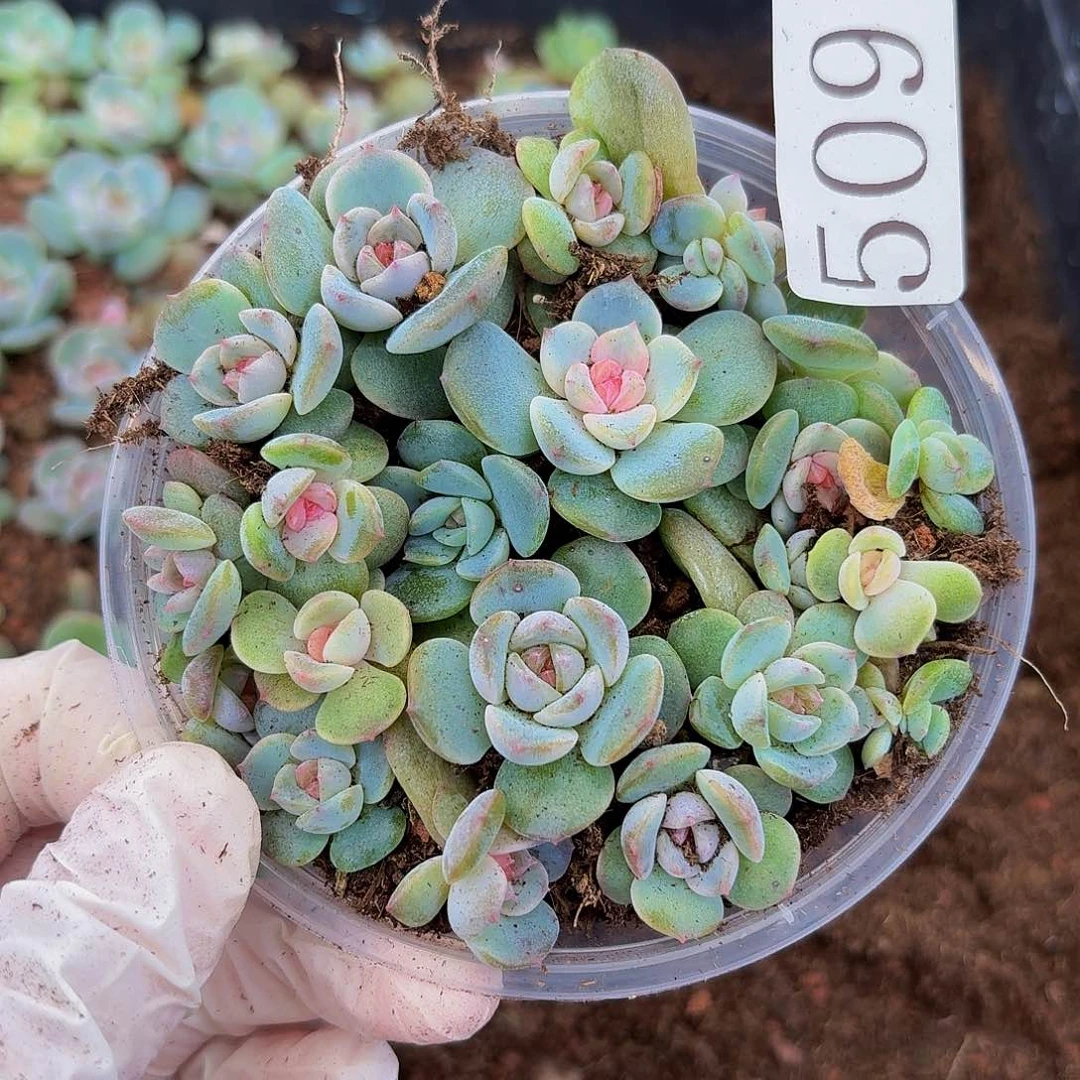 多肉植物多肉植物509