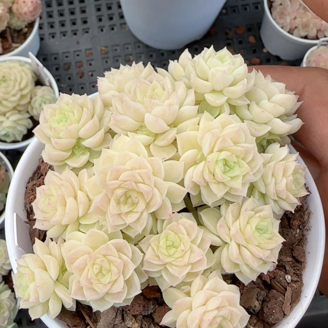 【闪购商品】0223-124（喵喵-4）