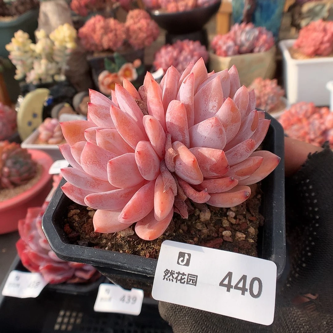 440玫瑰梦露多肉植物
