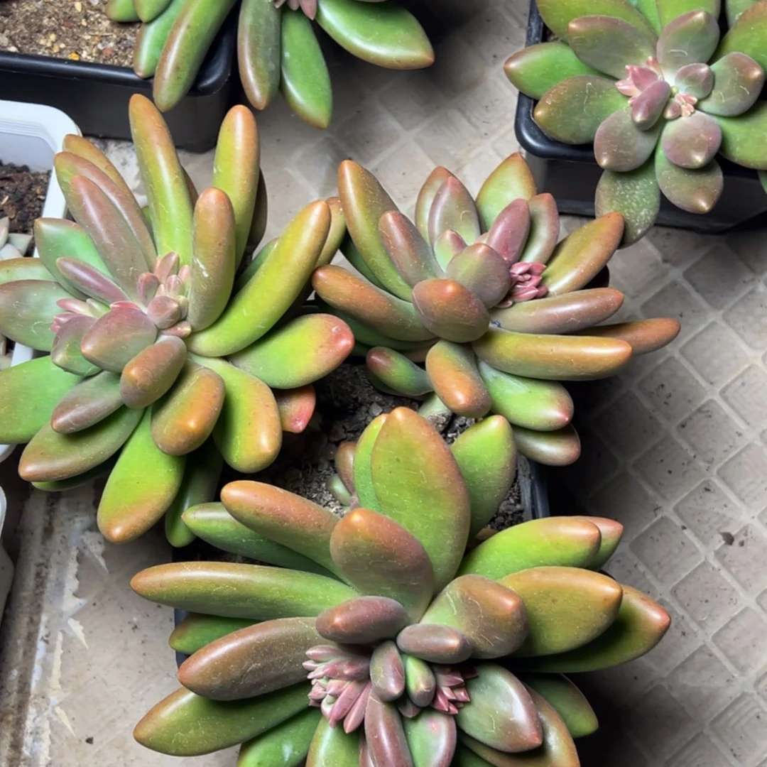 【闪购商品】大群芒果奶多肉49.9