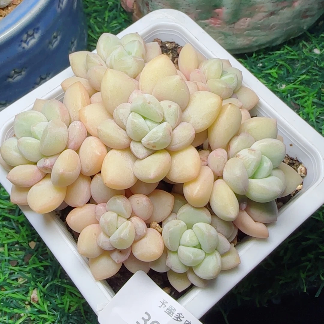 泡泡糖手捧，3094多肉植物