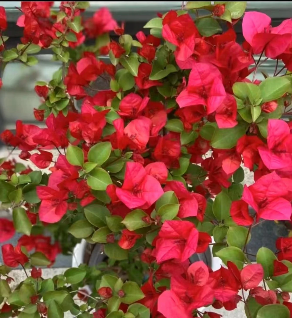 中国红观赏植物 【掉花落叶缺水焉介意慎拍以直播实物为准