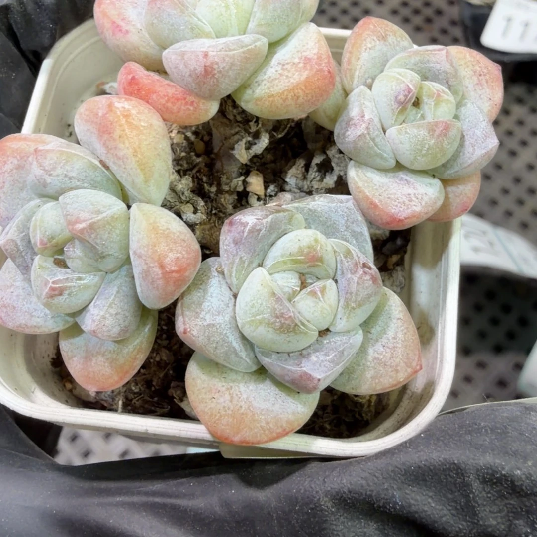 118 号到手1筐江北多肉