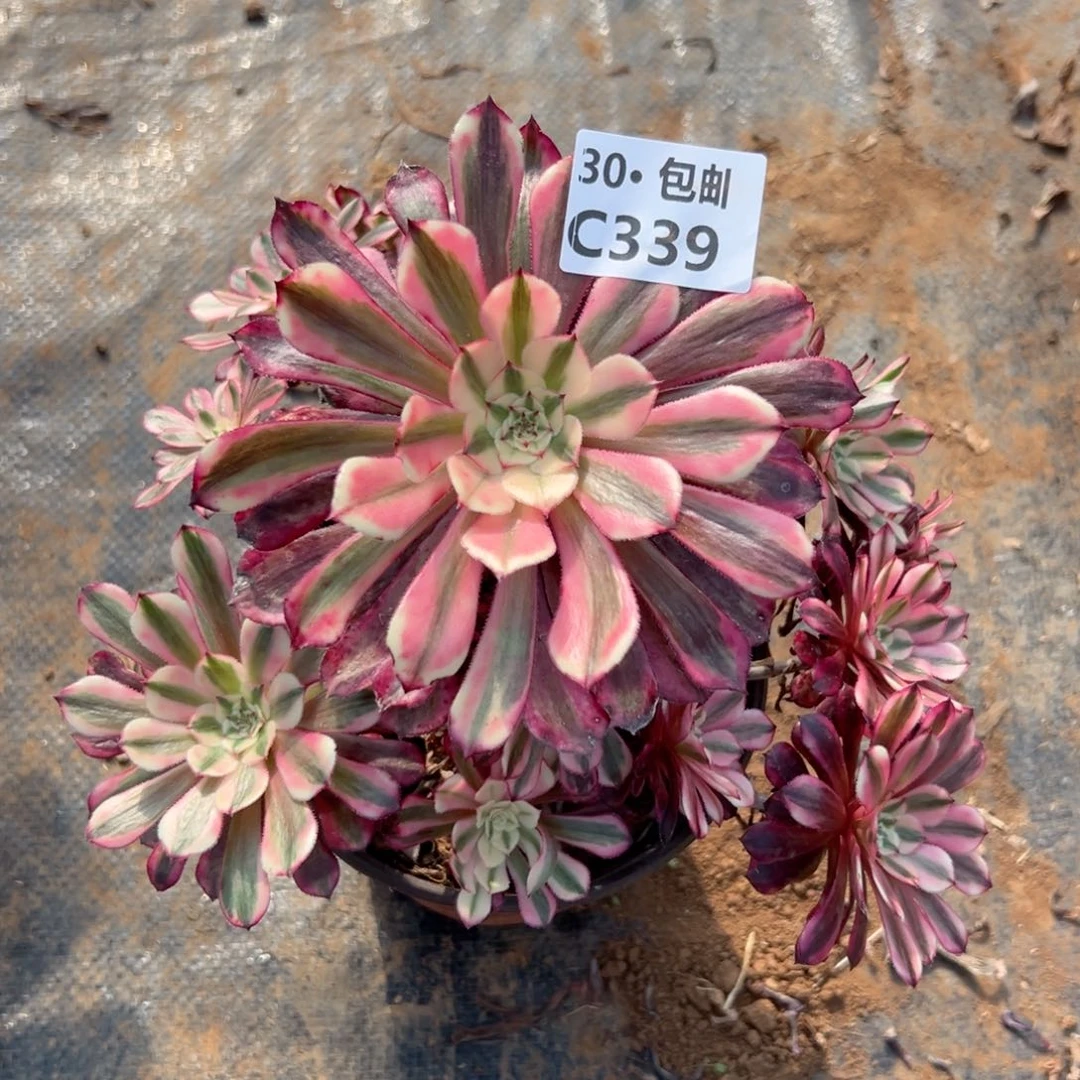 339 红铜多肉法师