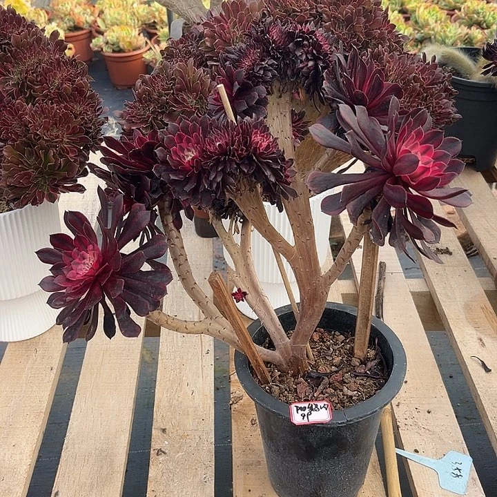 多肉阳****店红铜超白1234