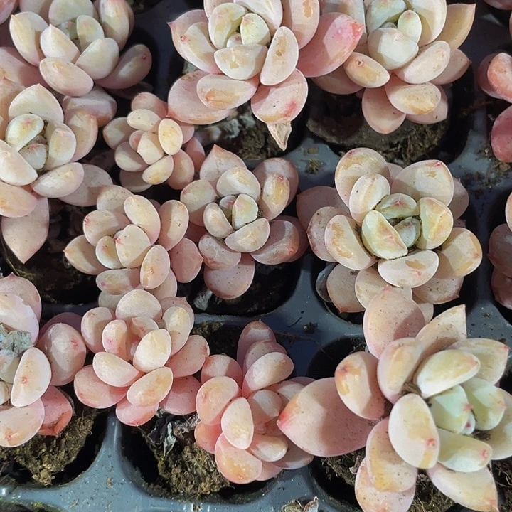 小星星雪1元带土发