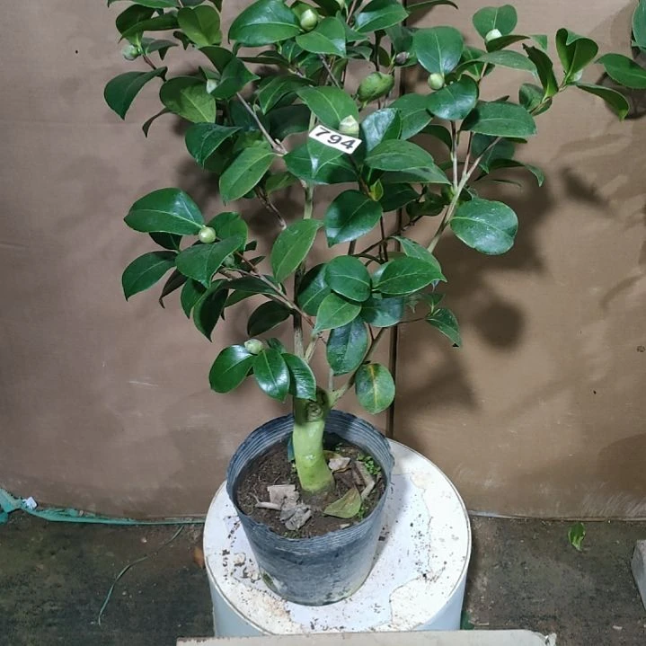 女皇二号原盆794原