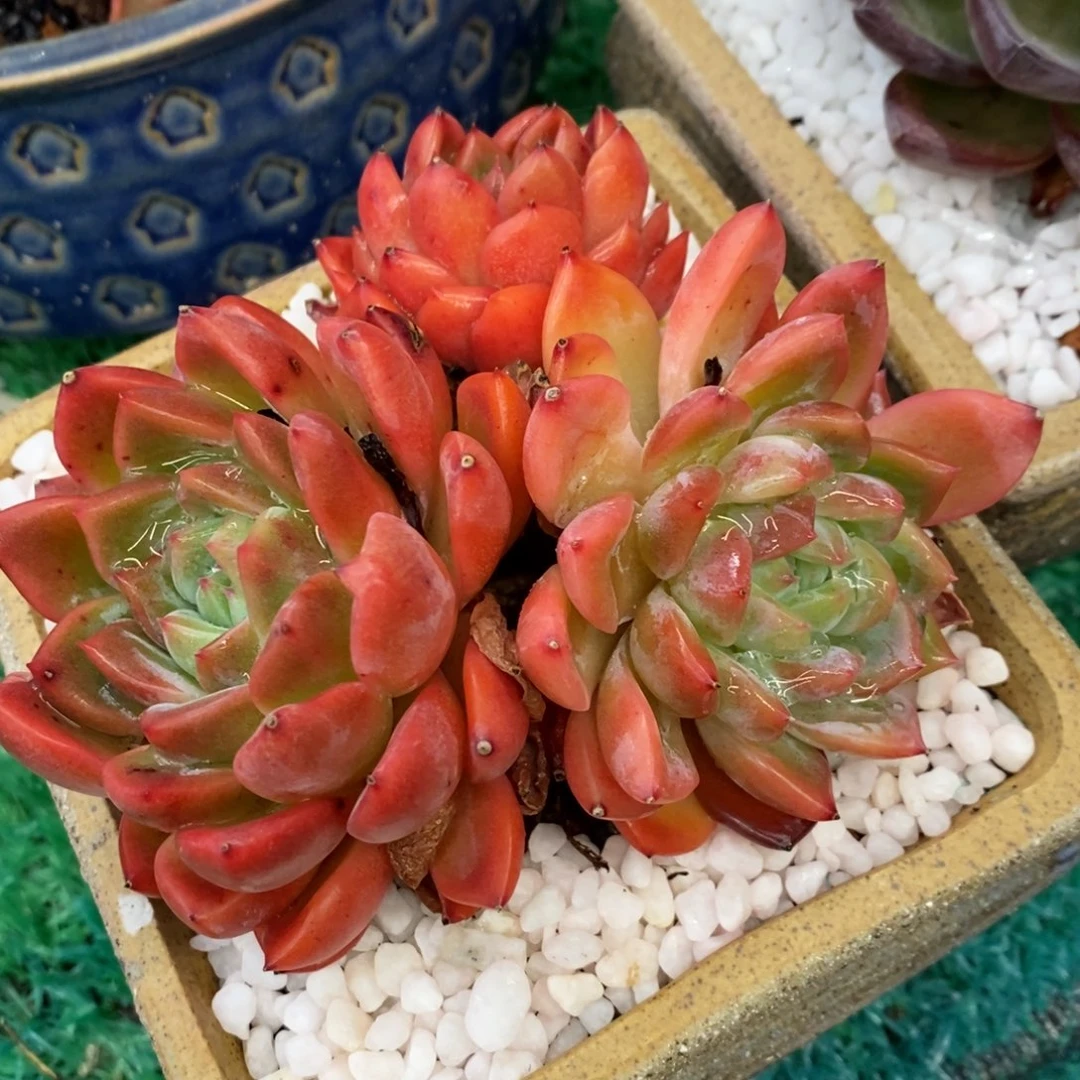 红鸾多肉植物盆栽
