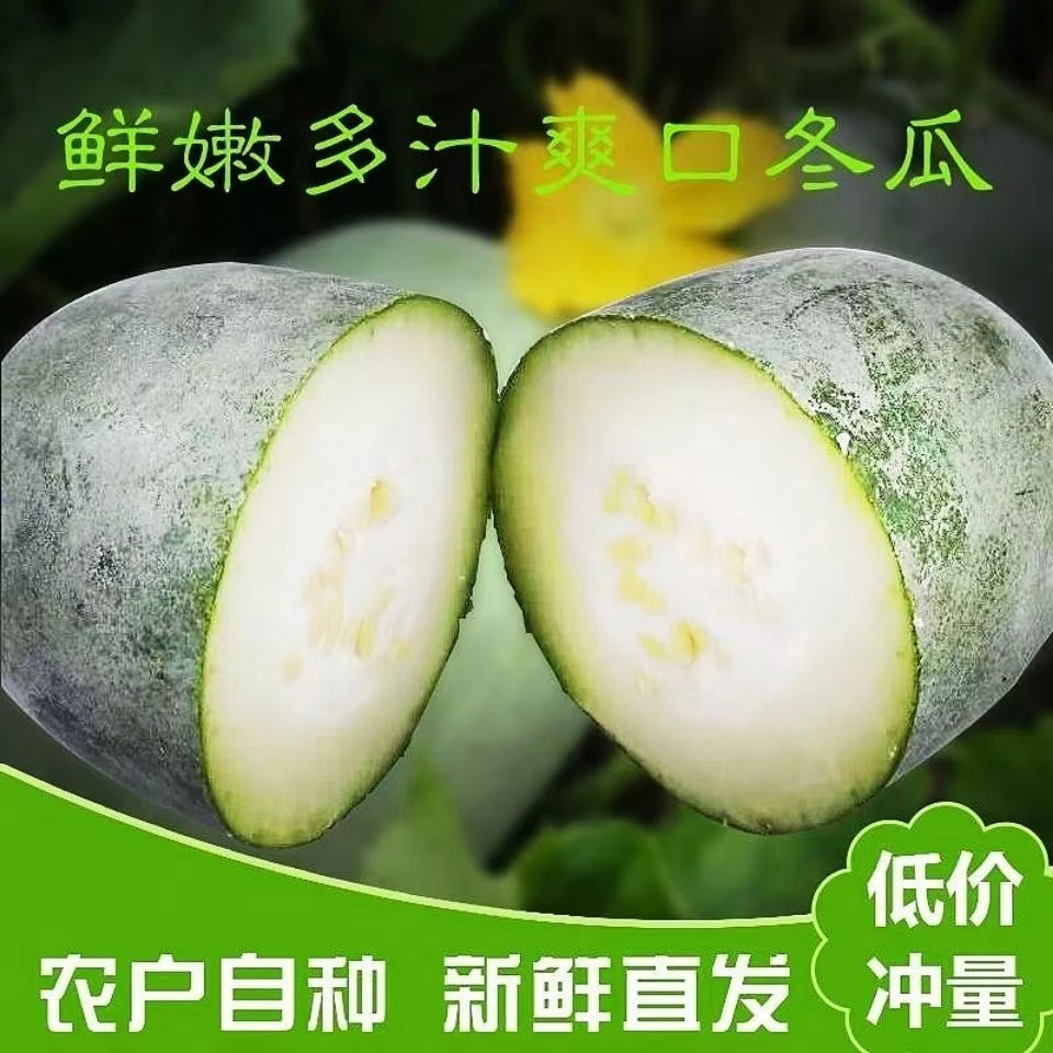 河南特产小冬瓜 农家自种现摘现发 新鲜采摘