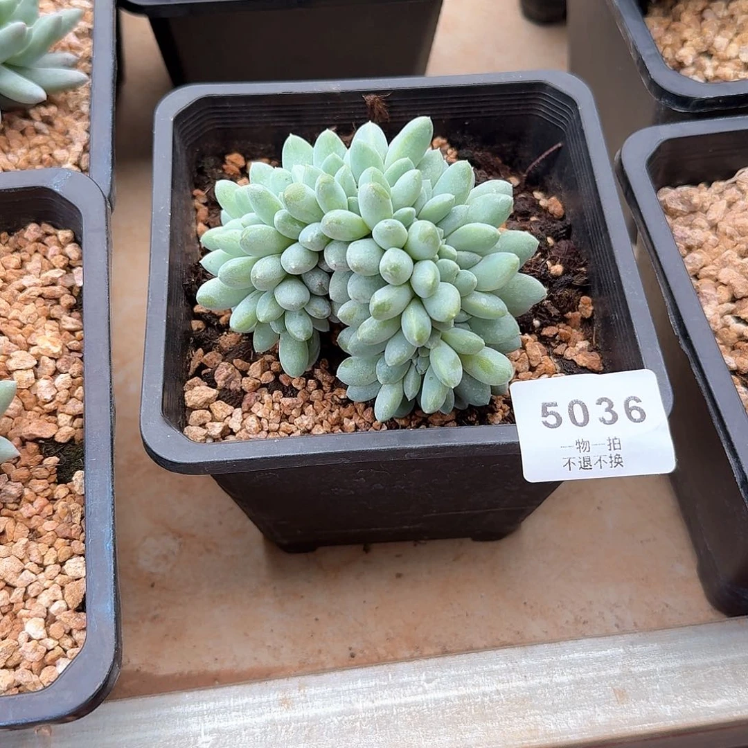 多***多5036奶糖缀化