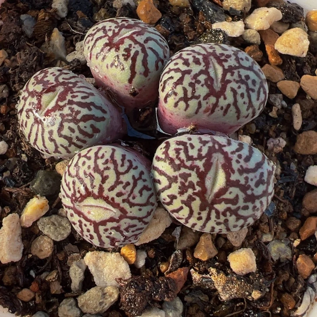 020多肉植物种类多样