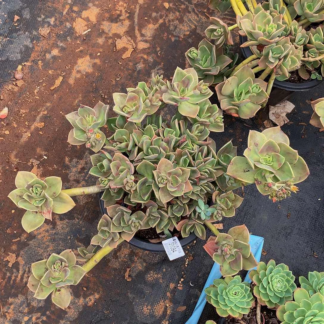 *️****鹤氏31084多肉多肉