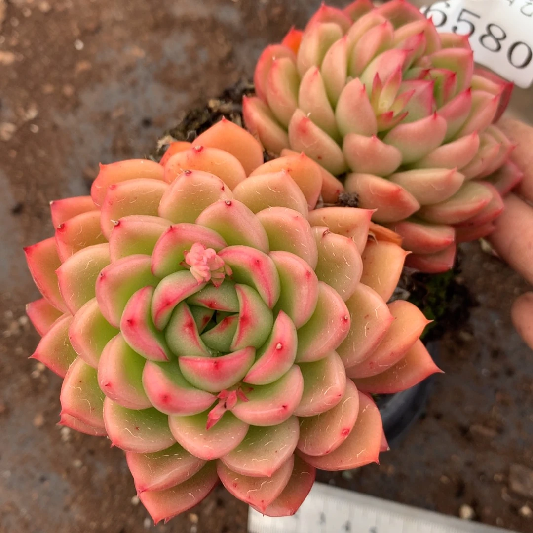 6580散群价不包整散杂交多肉