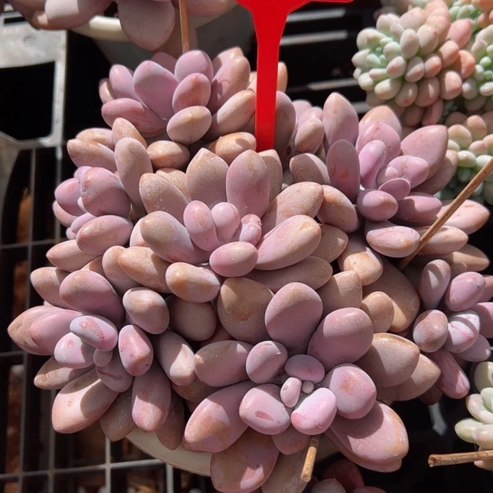 205桃蛋平平安安健健康康