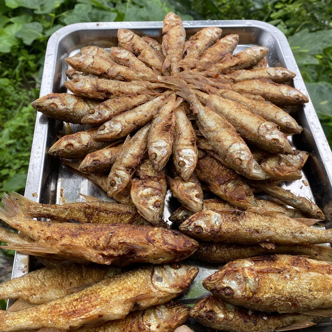 广西野生香煎小溪小河鱼香煎马口鱼