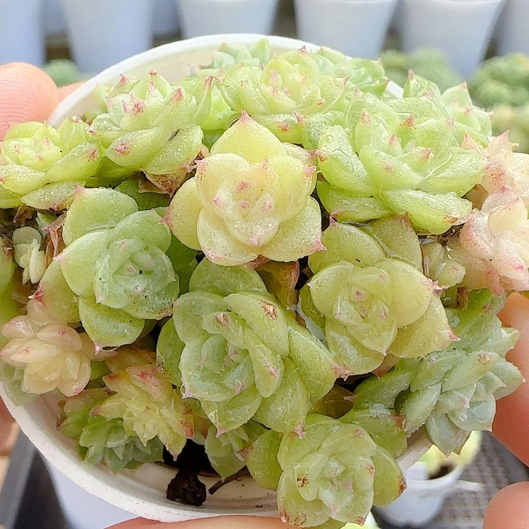 【闪购商品】0908-14花朵麦杆