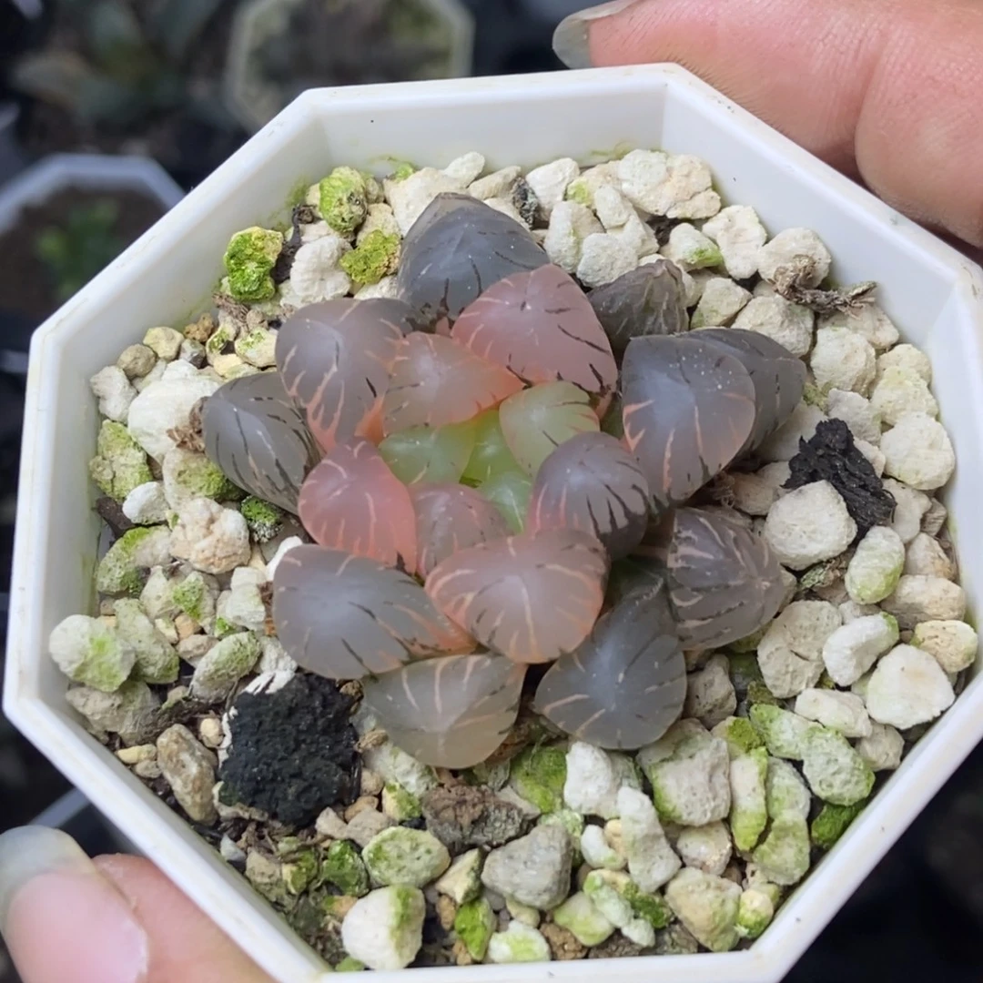 特价玉露锦一物一拍