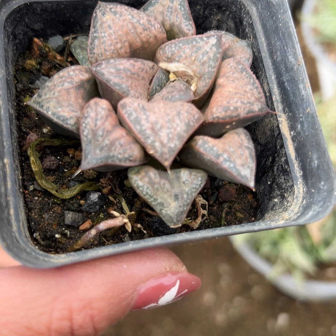 多肉植物花魁寿单头