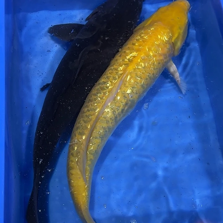 海水赤目芒果黑鲤介子