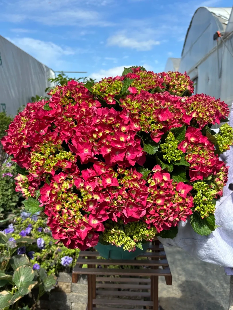 【魔幻红宝石修剪发货】绣球带花苞发货耐热耐寒易养护适合阳台庭