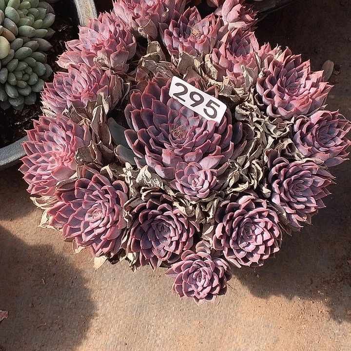 295猎户座 一物一拍多肉