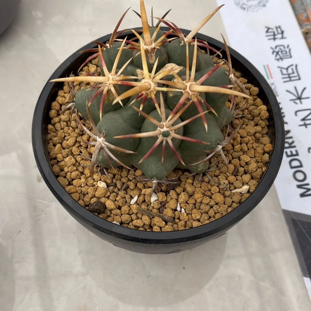 丨****丨大红鹰一物一拍开播福利