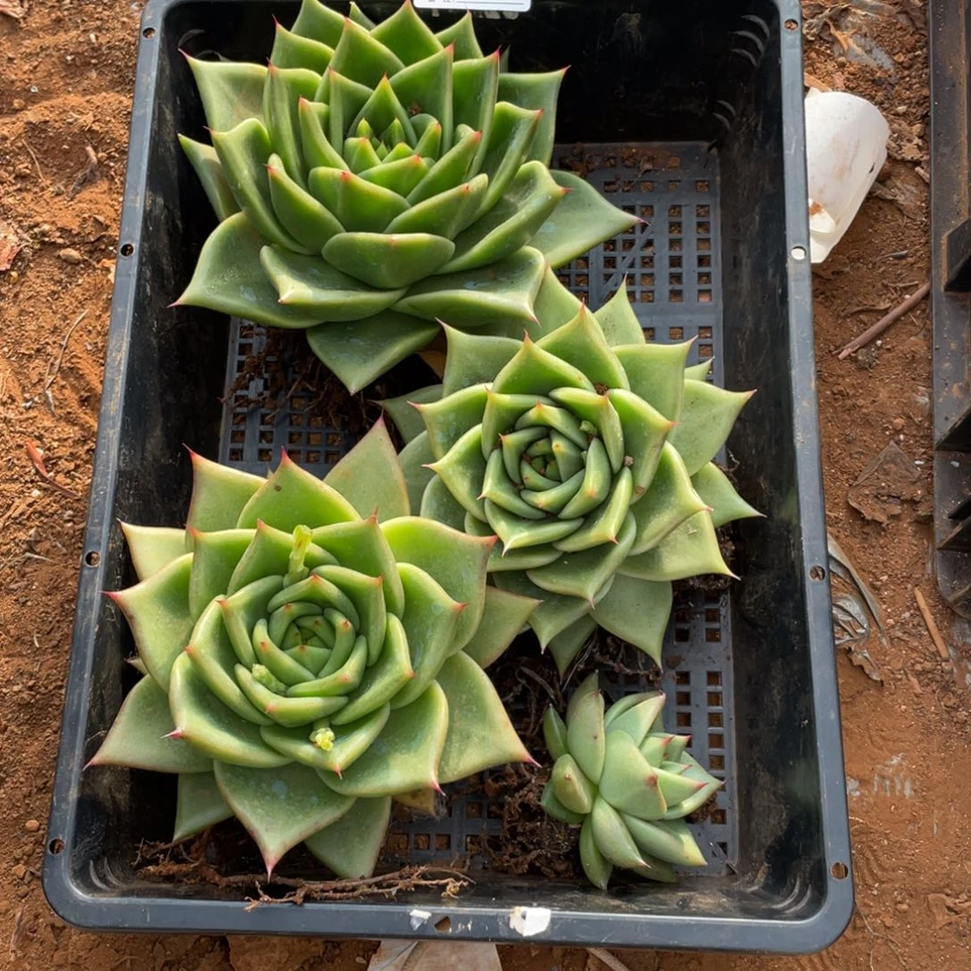 西***柚无花朵若如东云单拍E517
