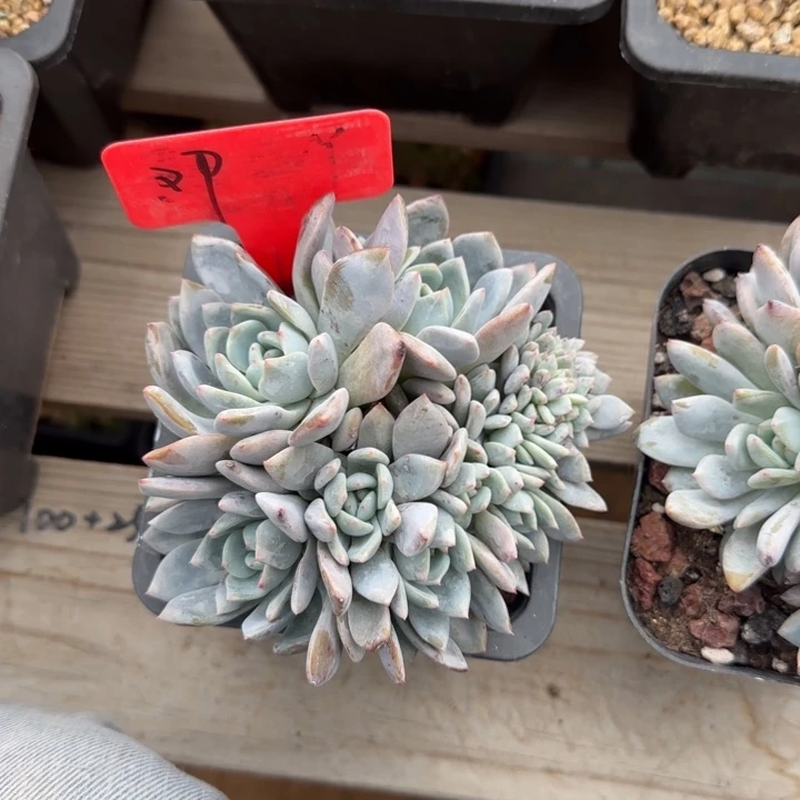 星影橙子缀化五十包邮