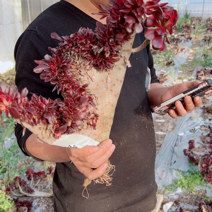 丽娜醉话53号多肉法师