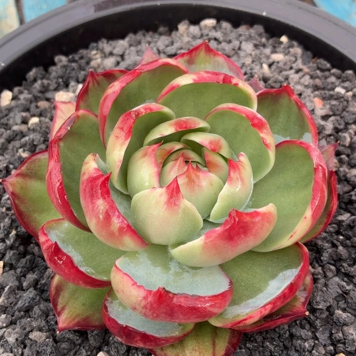 多肉植物惊鸿仙子