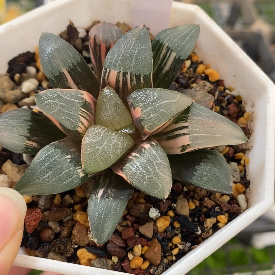 364和田玉克锦一物一拍