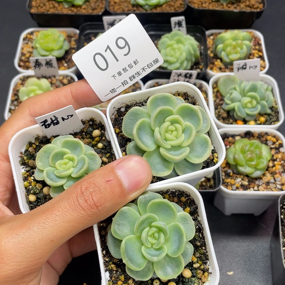 八*甜心三个一物一拍019