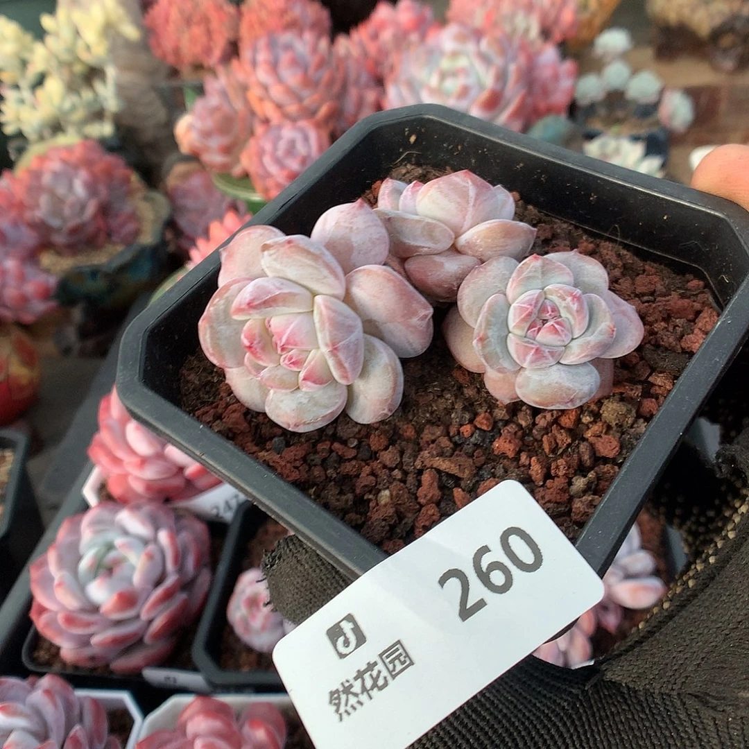260星影多肉植物6666