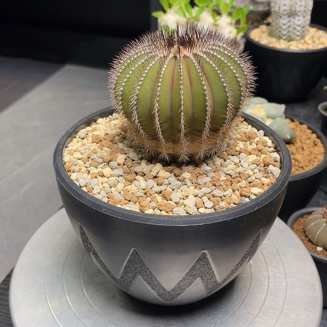 尤伯球带盆包邮了