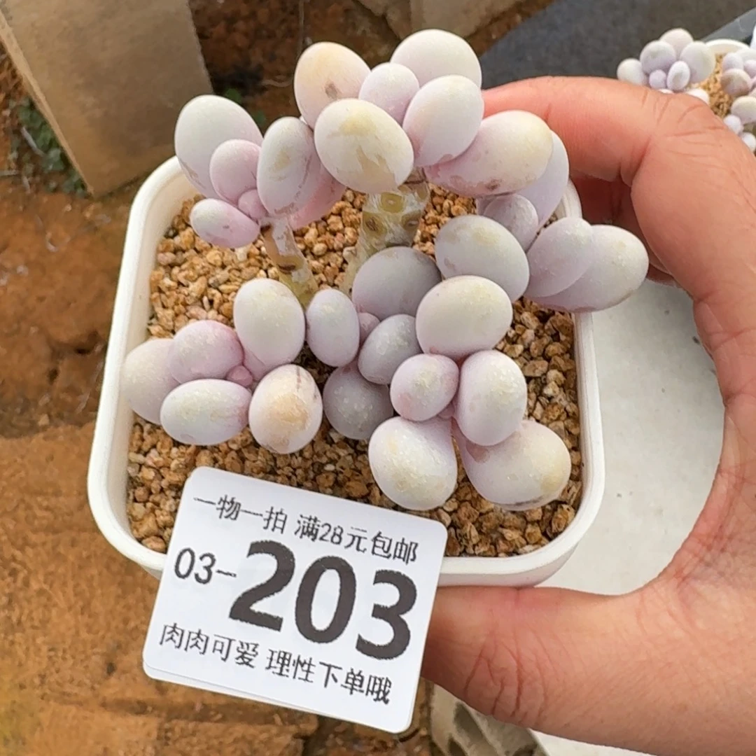 蛋黄奶无盆土发货无