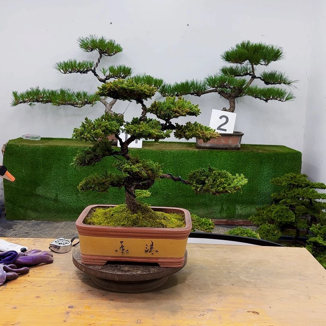 盆景盆景盆景盆景
