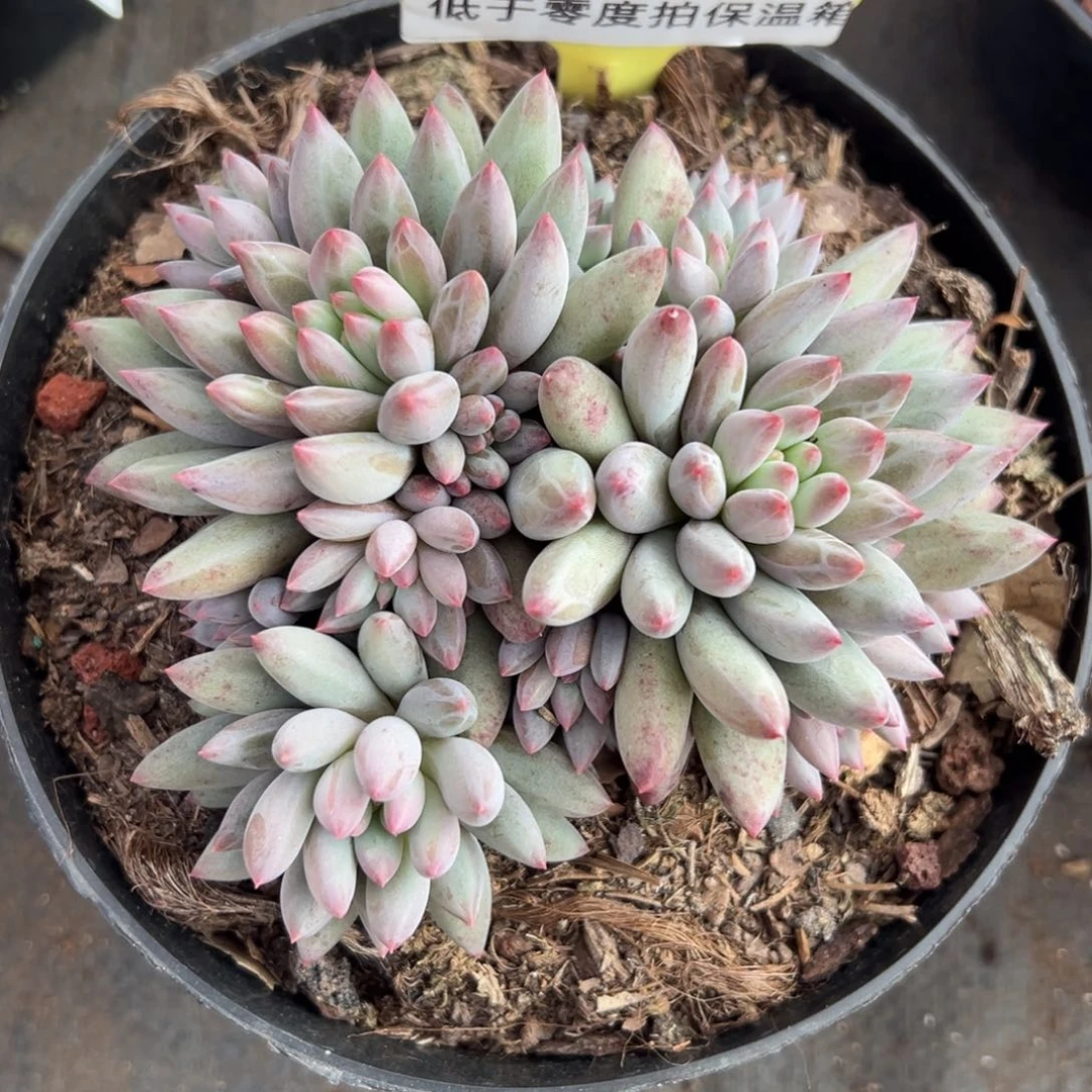 1211039 虞美体虞美人12头