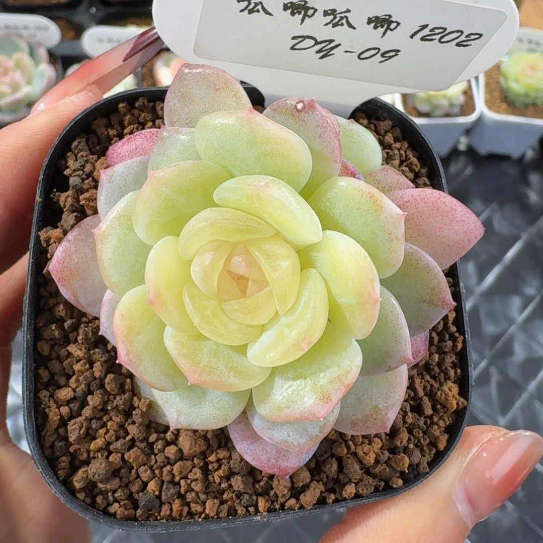 1202-9-白月光双头一颗