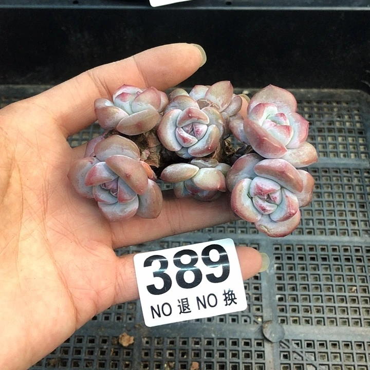 星影石榴籽福利出咯 389