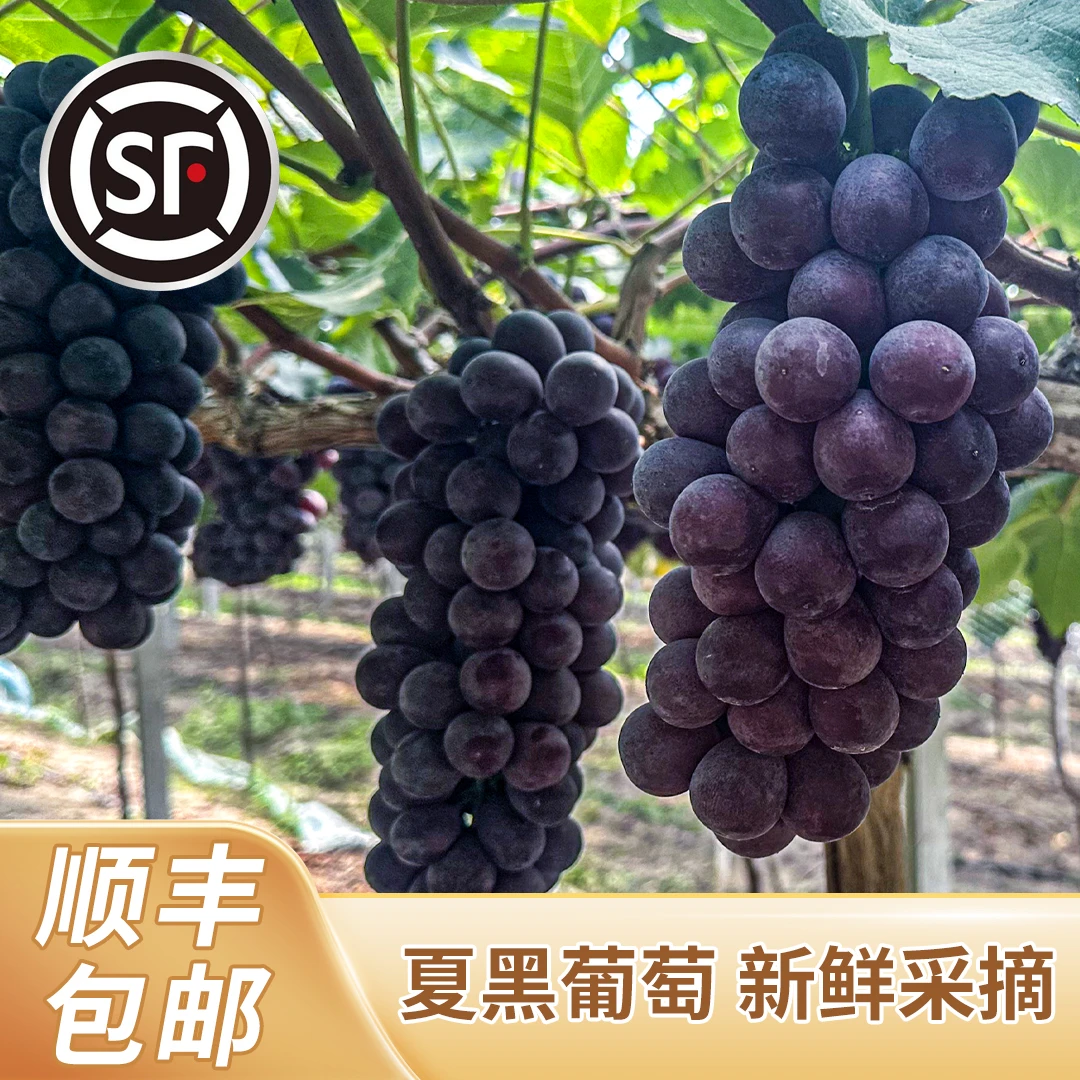 大圩夏黑葡萄 不催熟自然成熟 葡萄园现场采摘冷链发货回忆品质
