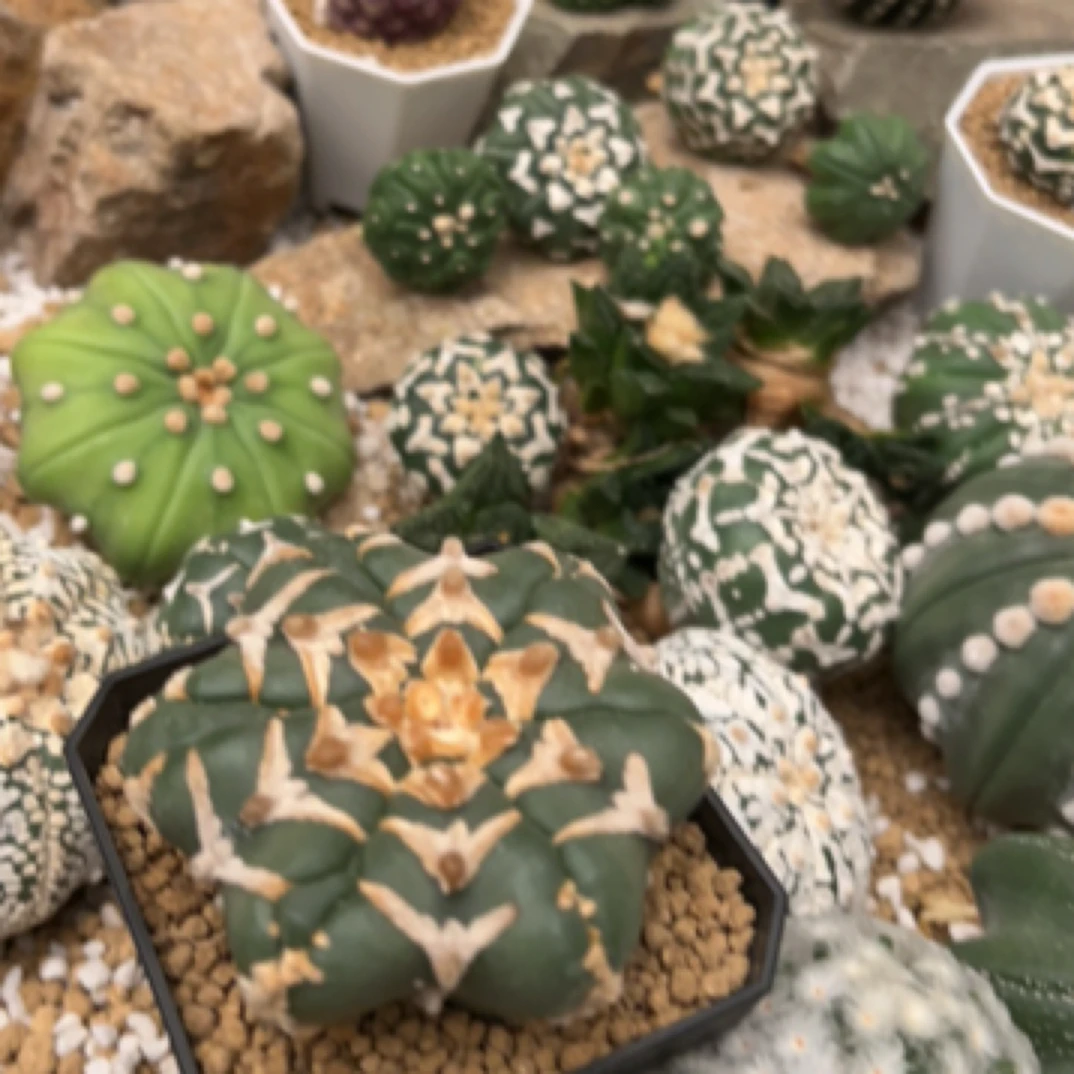 100直播链接精品仙人球块根沙生植物一物一拍