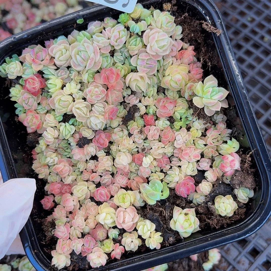 多肉植物多肉植物902