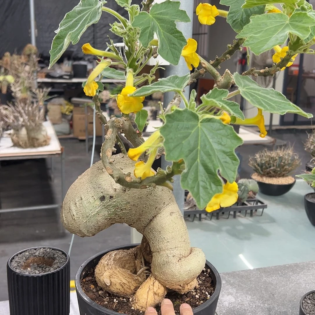 K***i大安卡丽娜88888888