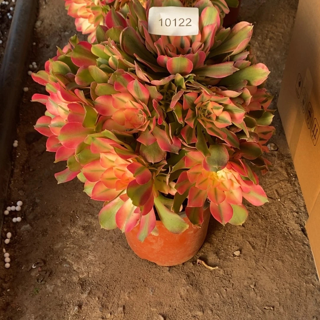 香妃多肉1颗多肉10122号