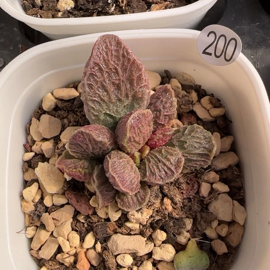 大鱼海棠水泡多肉200