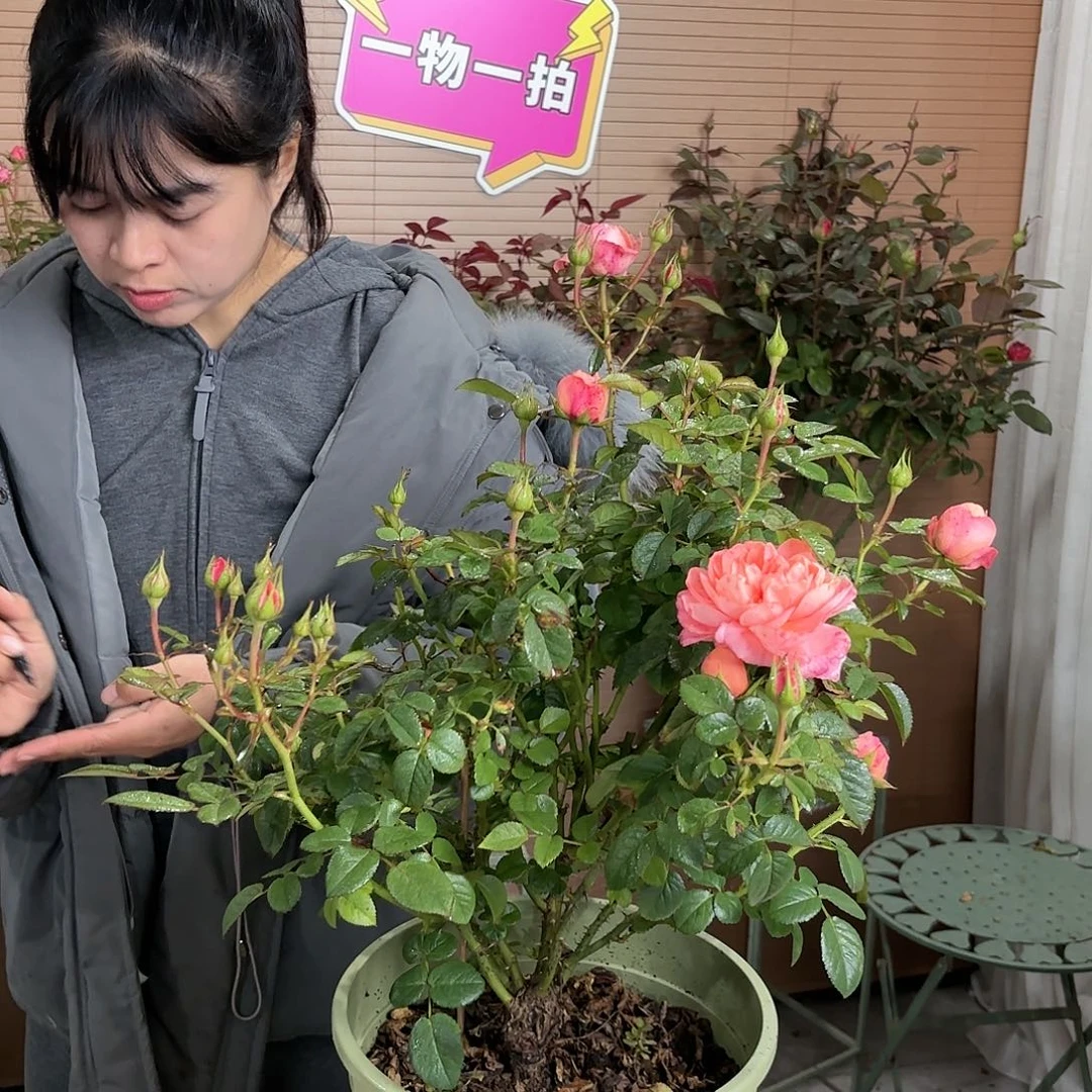 一***爷杏色果汁3加仑根接苗