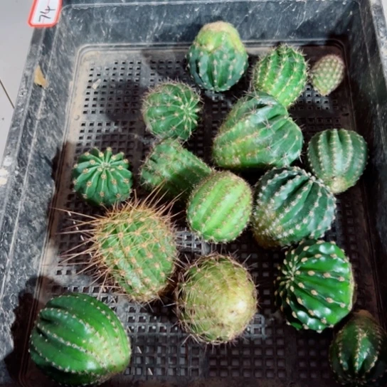 下74框拍无根侧芽歪斑小无售后